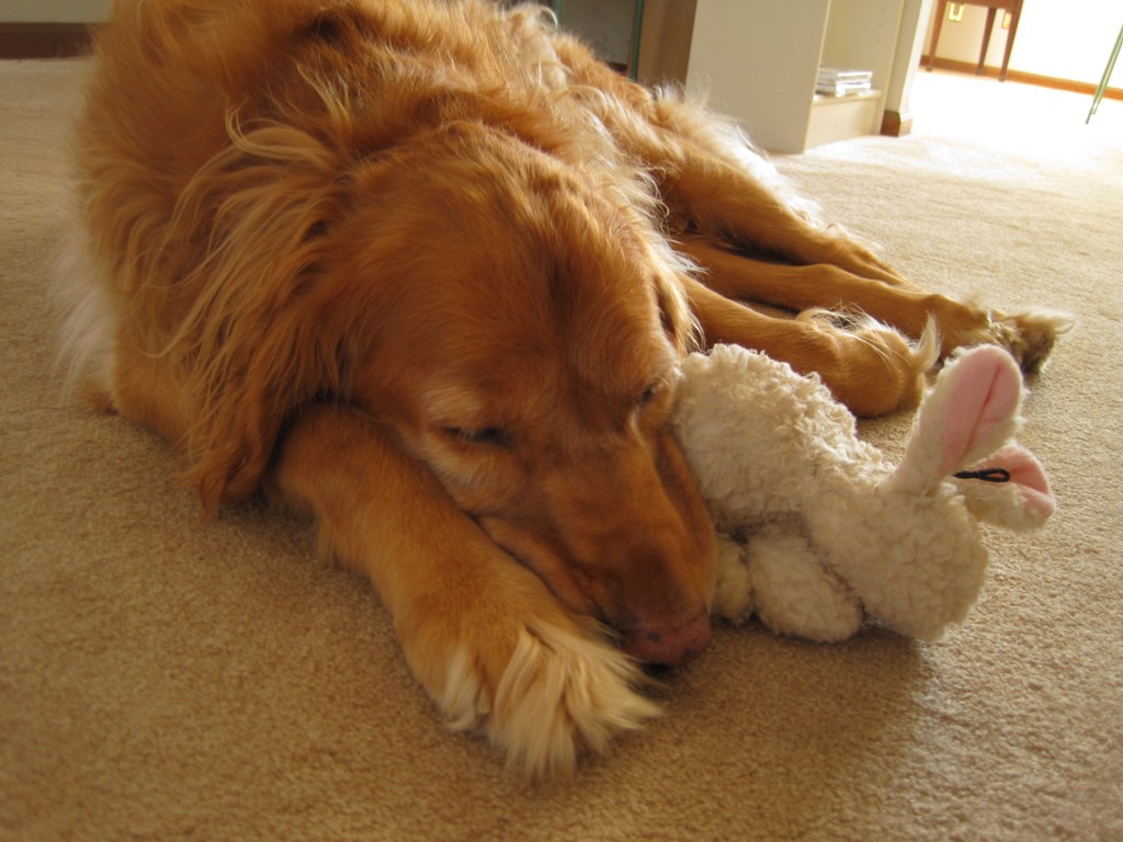 Boomer & His Bunny